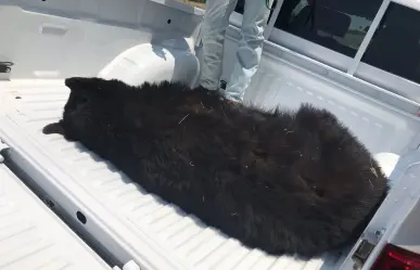 Guardia Estatal atiende reporte de Oso muerto en carretera federal 83