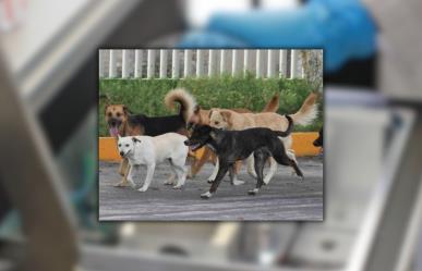 Por maltrato animal un sujeto es vinculado a proceso y con arresto domiciliario