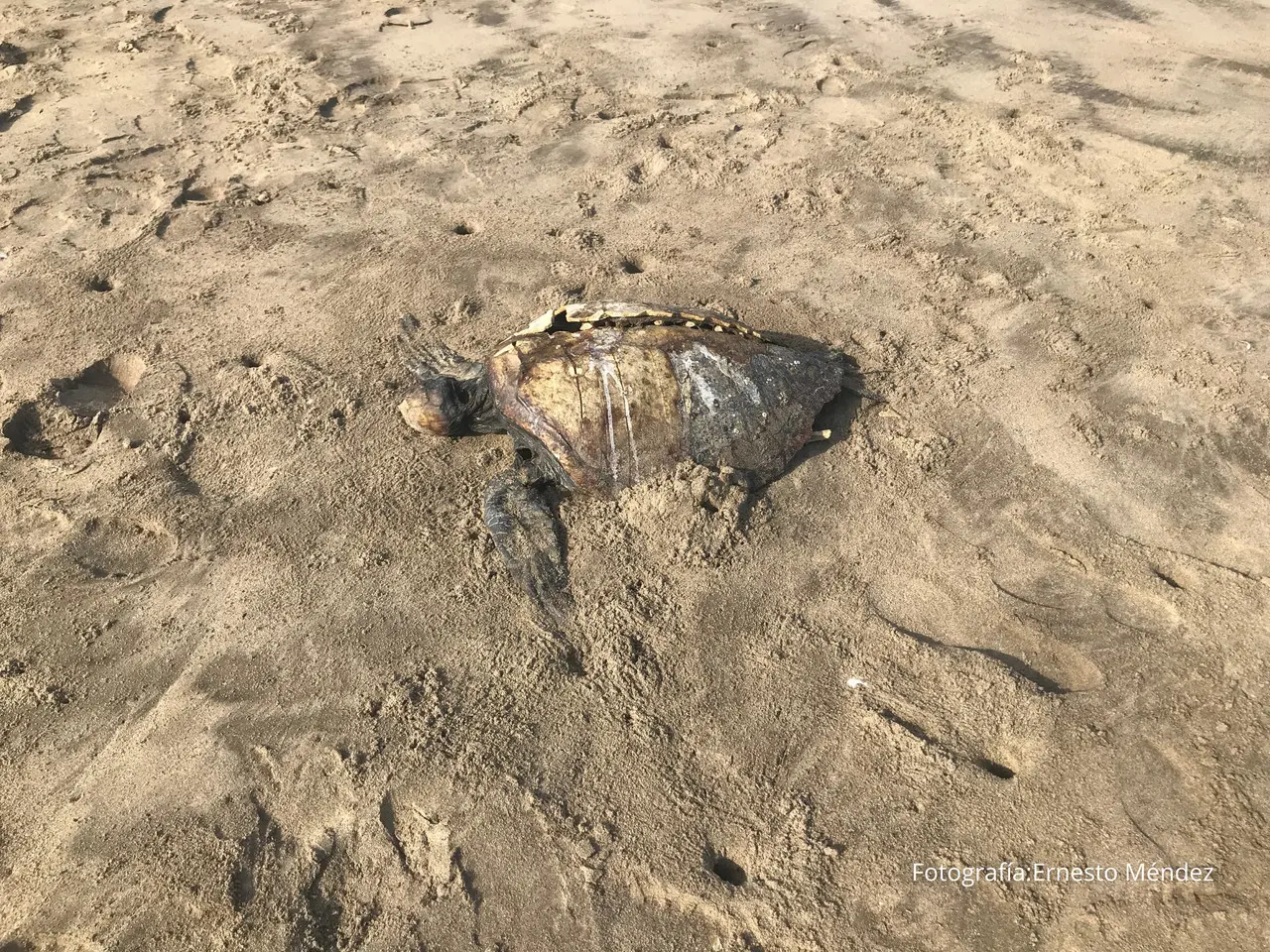 ¿Por qué mueren miles de tortugas caguamas en el Golfo de Ulloa, BCS?