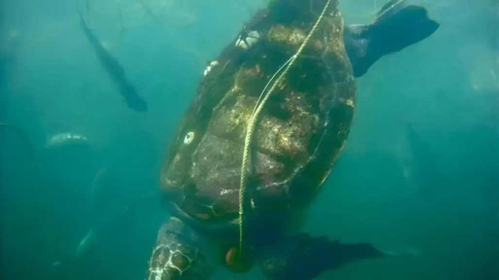 ¿Por qué mueren miles de tortugas caguamas en el Golfo de Ulloa, BCS?