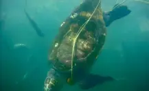 ¿Por qué mueren miles de tortugas caguamas en el Golfo de Ulloa, BCS?