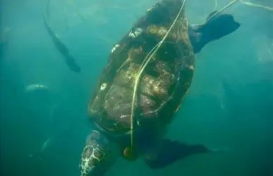 ¿Por qué mueren miles de tortugas caguamas en el Golfo de Ulloa, BCS?