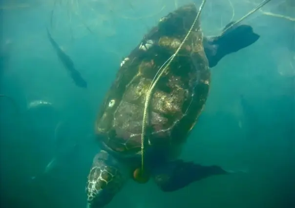 ¿Por qué mueren miles de tortugas caguamas en el Golfo de Ulloa, BCS?