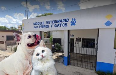 Mérida: Cierran Módulo Veterinario Chichén Itzá hasta nuevo aviso