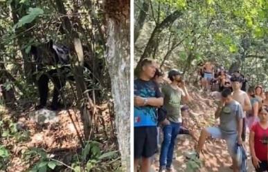 ¡Qué susto! Senderistas se encuentran con oso en La Estanzuela