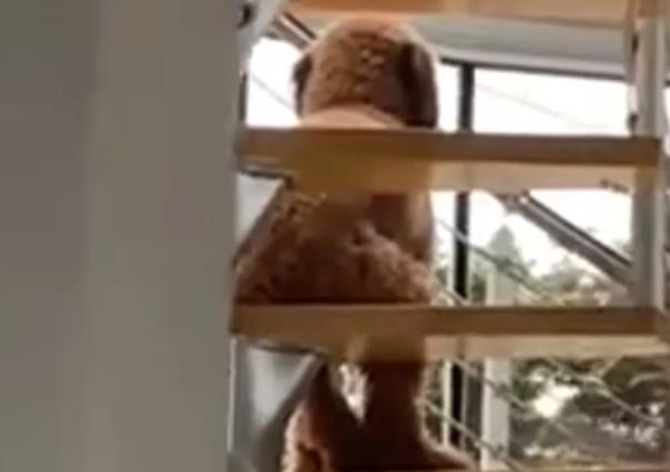 ¡De miedo! Encuentran a perro sentado como humano en escaleras