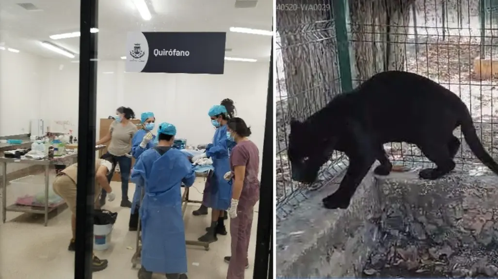 Jaguar negro sufre amputación en zoológico de Yucatán por negligencia