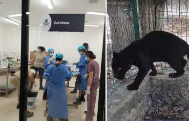 Jaguar negro sufre amputación en zoológico de Yucatán por negligencia