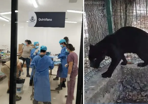 Jaguar negro sufre amputación en zoológico de Yucatán por negligencia