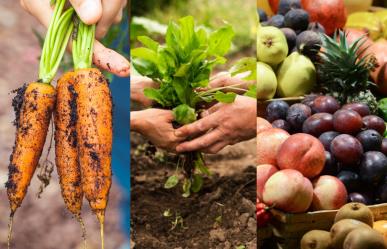 Celebra el Día de la Gastronomía Sostenible con los talleres de PILARES