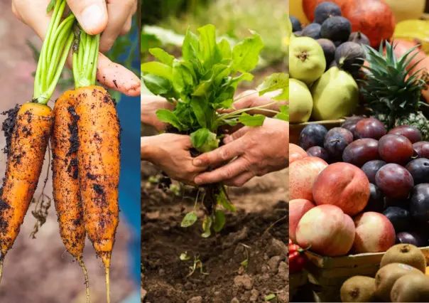 Celebra el Día de la Gastronomía Sostenible con los talleres de PILARES