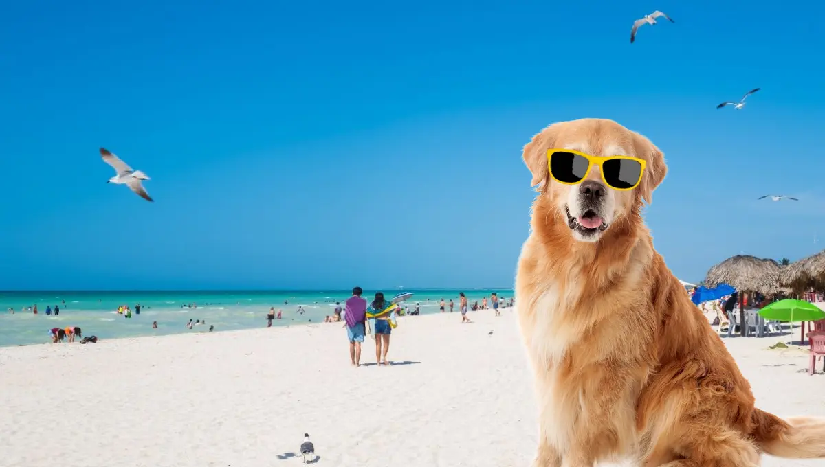 Cada vez más lugares son amigables con las mascotas en Yucatán Fotos: Especial