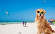 ¿Hay playas pet friendly en Yucatán? Aquí te compartimos cuales son