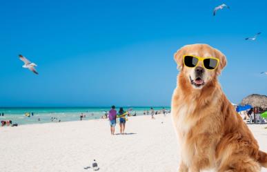 ¿Hay playas pet friendly en Yucatán? Aquí te compartimos cuales son