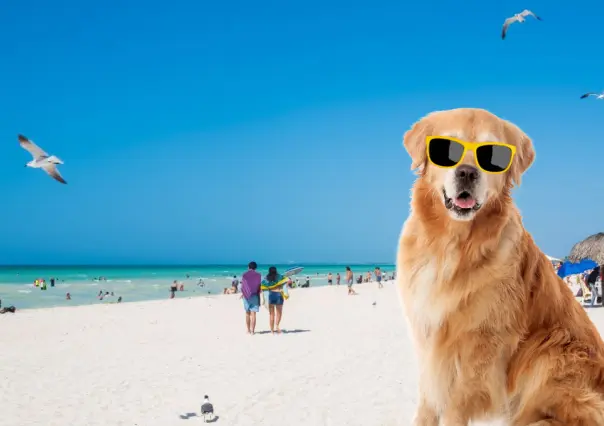 ¿Hay playas pet friendly en Yucatán? Aquí te compartimos cuales son