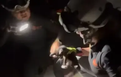 Rescatan a gato atrapado en tubería de baño en Guadalupe