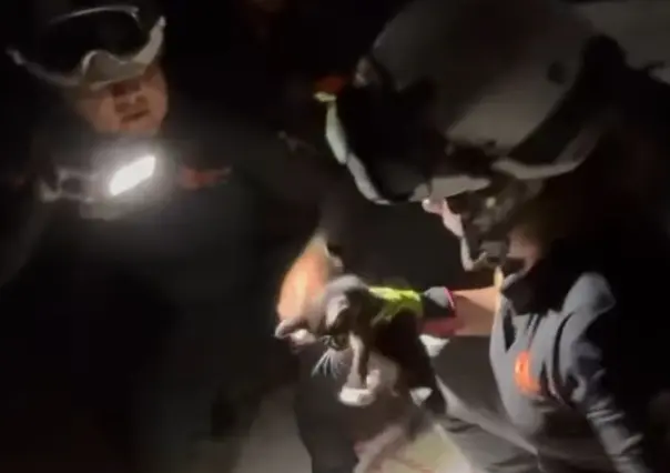 Rescatan a gato atrapado en tubería de baño en Guadalupe