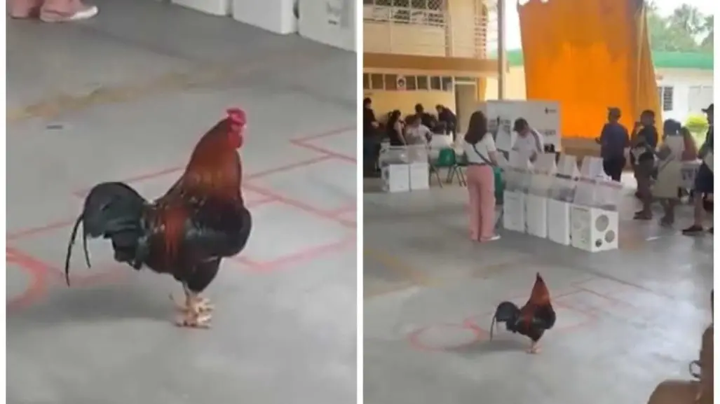 ¡Otra vez Aporanch! Graban a gallo en casilla de Apodaca (VIDEO)