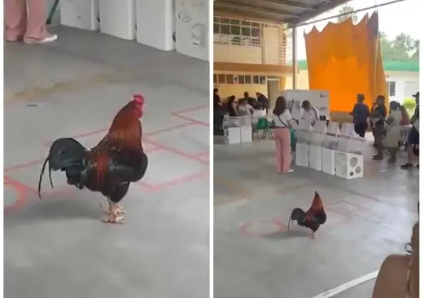 ¡Otra vez Aporanch! Graban a gallo en casilla de Apodaca (VIDEO)