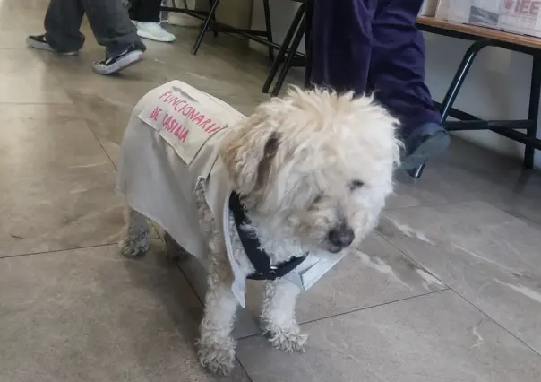 VIDEO Ella es Daisy, la perrita funcionaria de casilla