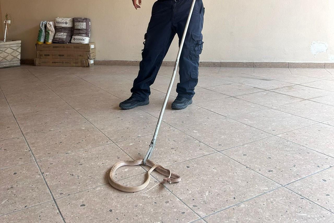 Para garantizar la seguridad y tranquilidad de la familia, los cuerpos de auxilio se trasladaron de inmediato al lugar. Foto: PCNL.