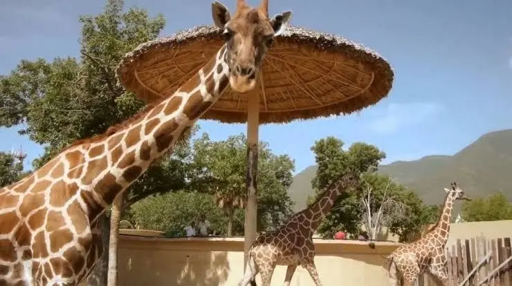 El zoológico es una de las atracciones turísticas que no te puedes perder. Foto: Sanjua Pineda