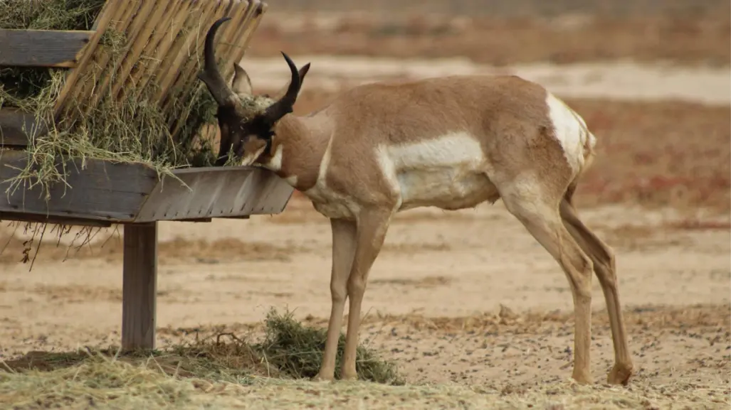 ¿Sabías que el berrendo peninsular es el mamífero rumiante más veloz del mundo?