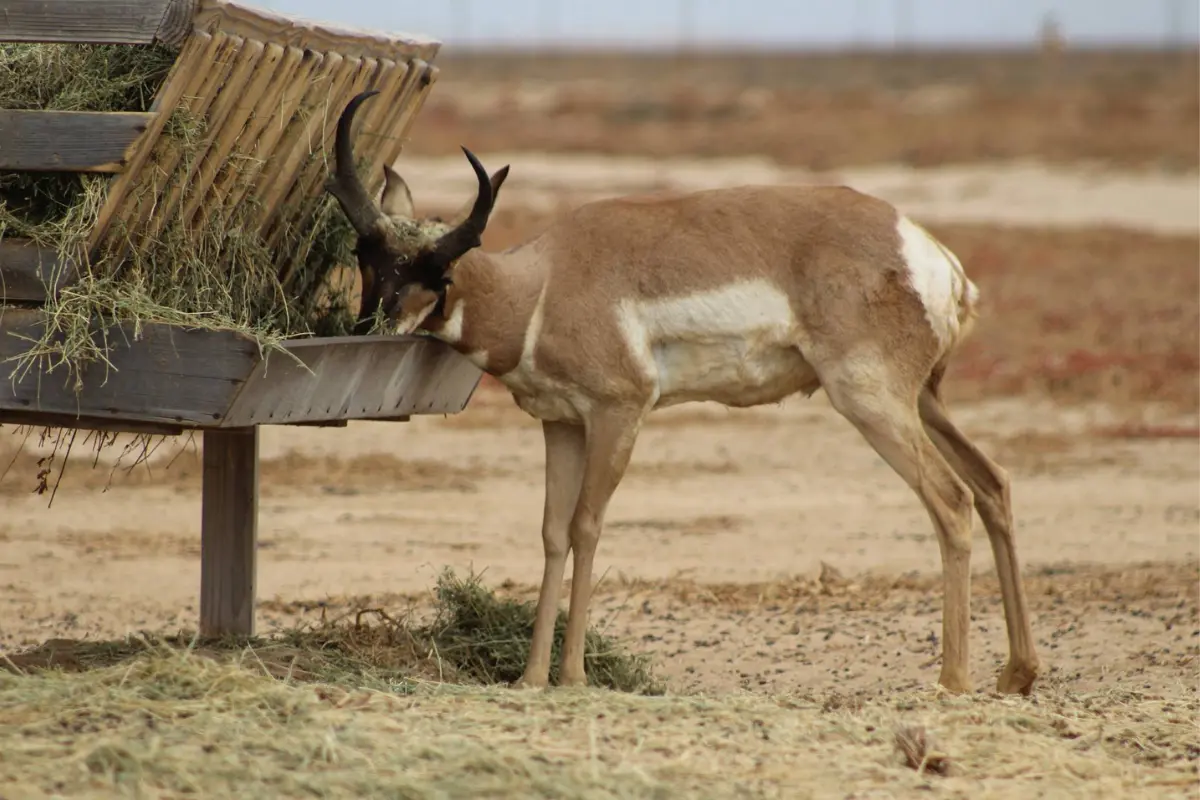 Berrendo peninsular en peligro de extinción. Foto: Gobierno de México