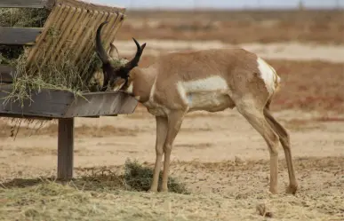 ¿Sabías que el berrendo peninsular es el mamífero rumiante más veloz del mundo?