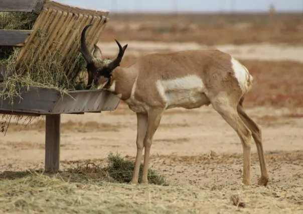 ¿Sabías que el berrendo peninsular es el mamífero rumiante más veloz del mundo?