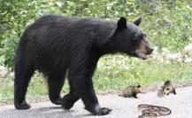 Osos, víboras y tlacuaches entre los regios ¿Biodiversidad en crisis?