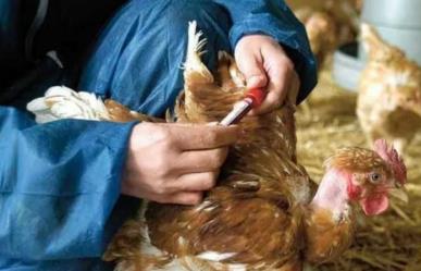 Gripe aviar H5N2: En Edomex ocurre la primera muerte en México y el Mundo