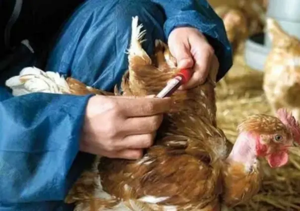Gripe aviar H5N2: En Edomex ocurre la primera muerte en México y el Mundo