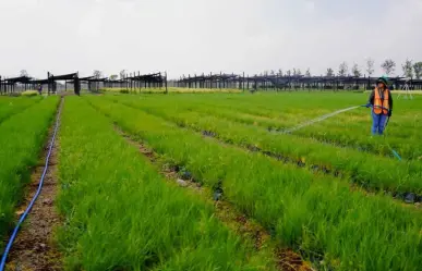 Al rescate del Lago de Texcoco, ya tiene plan de manejo