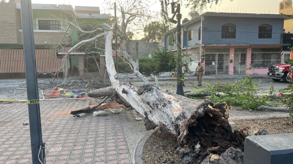 Enorme árbol añoso se desploma en plaza y deja dos heridos