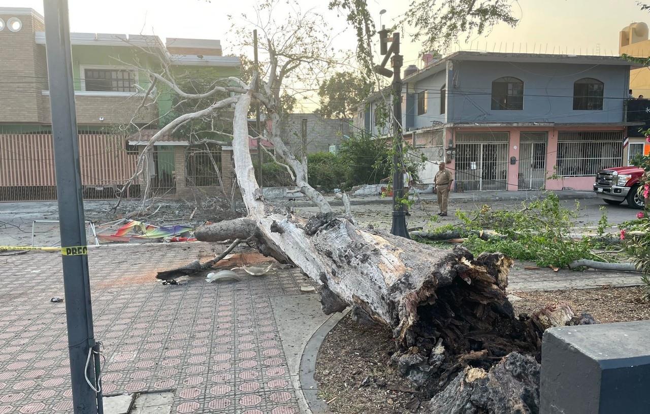 Enorme árbol añoso se desploma en plaza y deja dos heridos