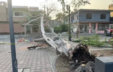 Enorme árbol añoso se desploma en plaza y deja dos heridos