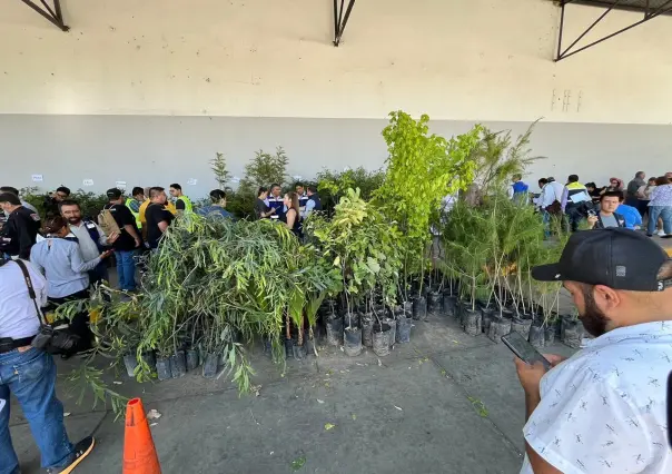 Mil duranguenses adoptan un árbol