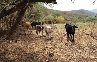 Programa de apoyo para los ganaderos por sequía en Tamaulipas