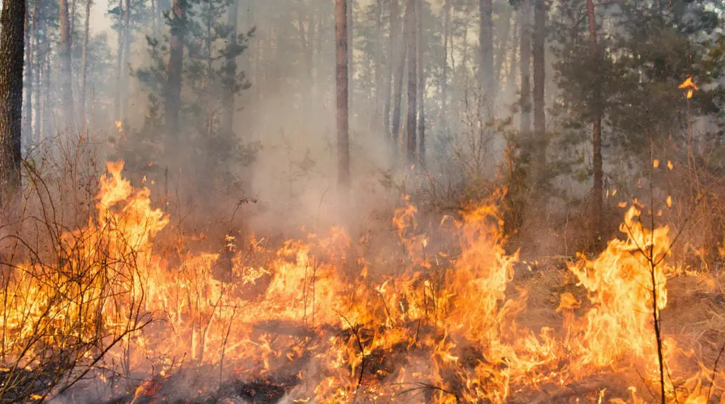 Hay semáforo rojo por alerta de incendios en Coahuila: Conafor