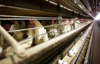 La OMS confirma primera muerte por nueva cepa de influenza aviar H5N2 en México