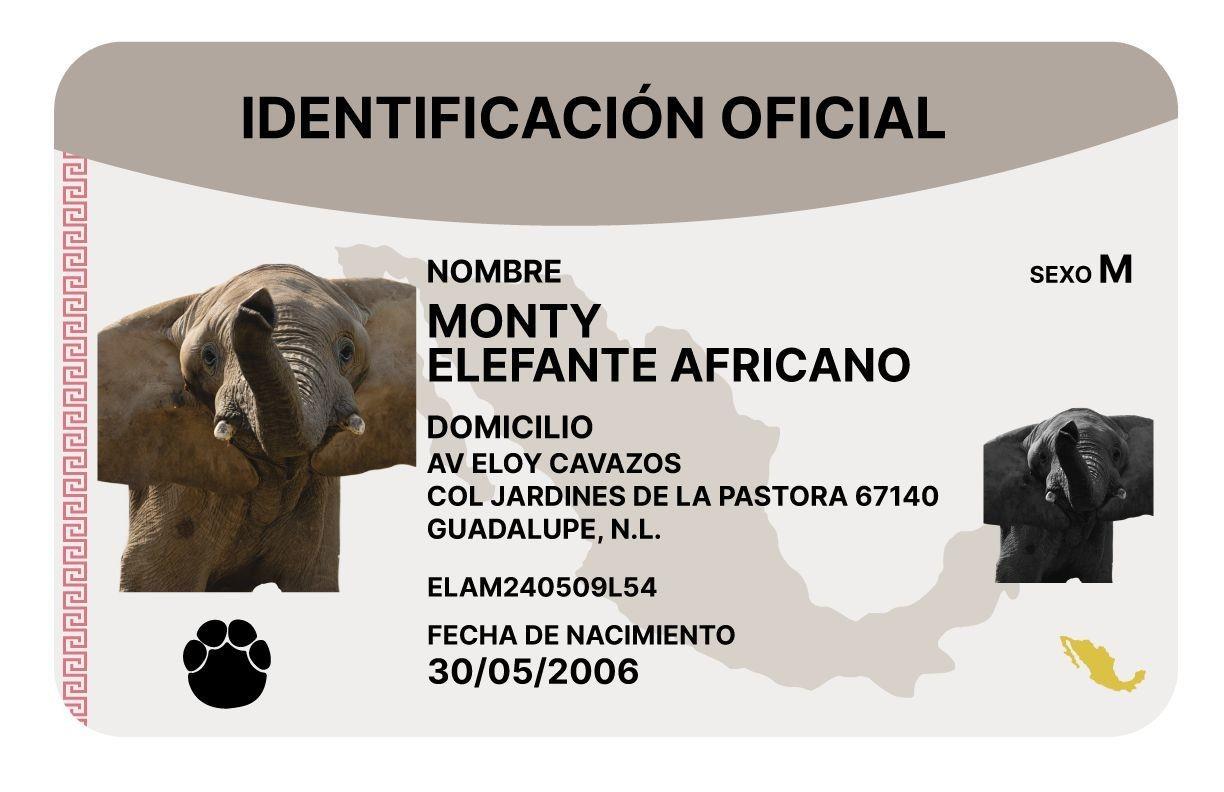 El elefante Monty ya cuenta con su identificación en México. Foto: Especial