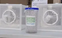 ¡Mosquitos buenos al ataque! Inicia estrategia para prevenir dengue en Yucatán