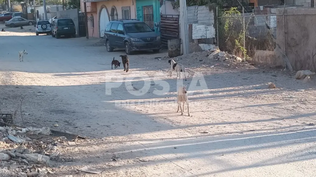 Incrementa en Los Cabos abandono de perros y gatos