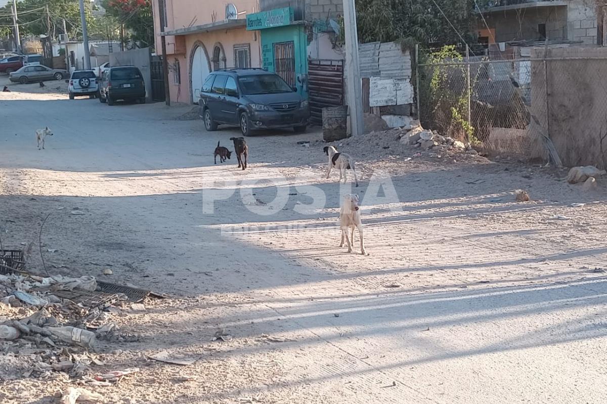 Perros callejeros en el municipio de Los Cabos. Foto: Irving Thomas / POSTA BCS