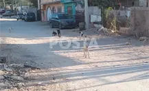 Incrementa en Los Cabos abandono de perros y gatos Incrementa en Los Cabos abandono de perros y gatos