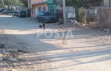 Incrementa en Los Cabos abandono de perros y gatos