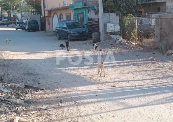 Incrementa en Los Cabos abandono de perros y gatos