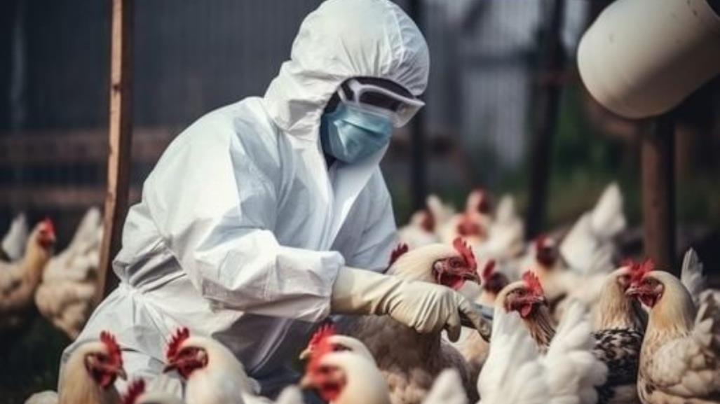 OMS reporta primera muerte por gripe aviar H5N2 en México