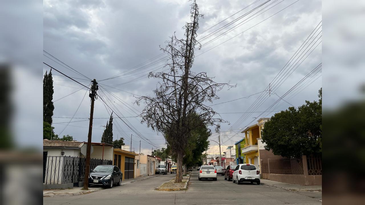 Se complica riego en áreas verdes, alta radiación solar afecta plantas y árboles